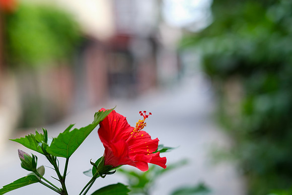 Flora of Hanoi ~Bat Trang Ceramic Village, Hanoi