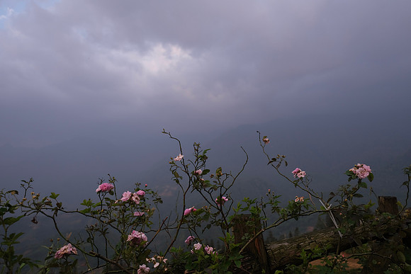 Flora of Sapa