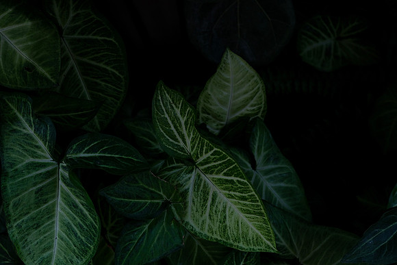 Flora of Sapa