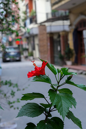 Flora of Hanoi ~Bat Trang Ceramic Village, Hanoi