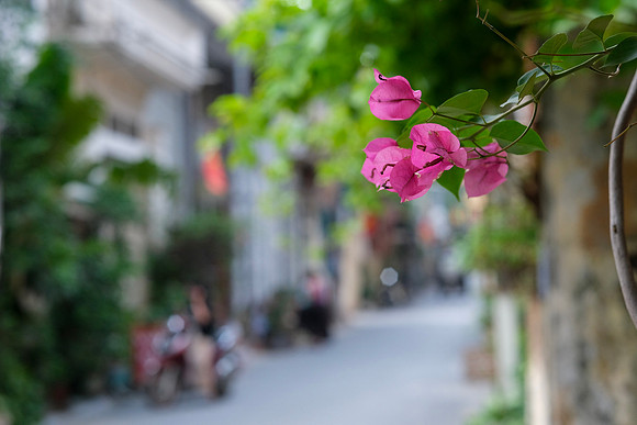 Bougainvillea ~Bat Trang Ceramic Village, Hanoi