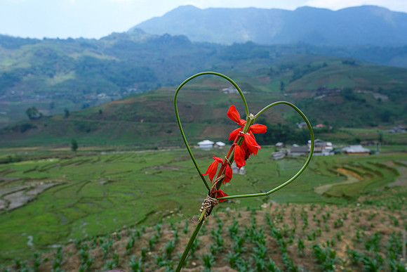 Love ~Sapa