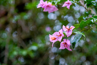 Bougainvillea ~Mindo Cloud Forest