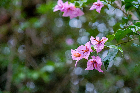 Bougainvillea ~Mindo Cloud Forest