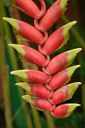 Red Lobster Claw Heliconia ~Mindo