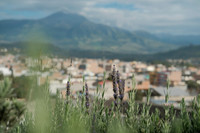 Flowers with Volcán Cotacachi in the background ~Otavalo