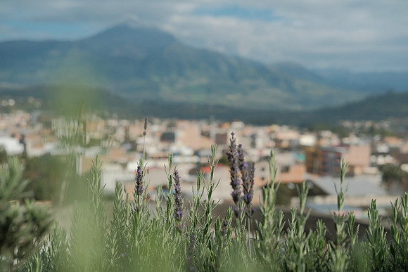Flowers with Volcán Cotacachi in the background ~Otavalo