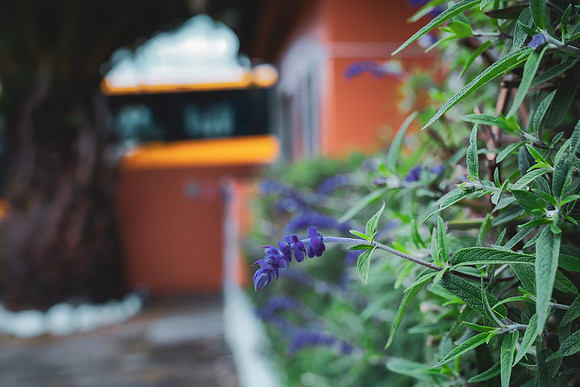 Greenery at San Jose De Puembo Hotel ~Quito