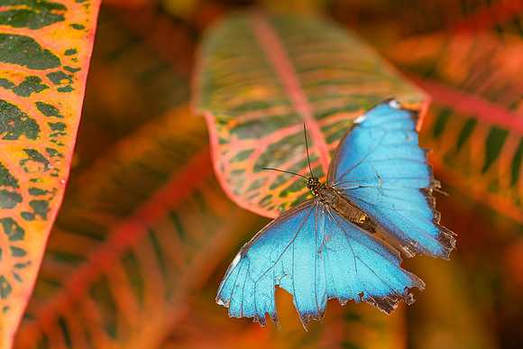 Blue Morpho Butterfly ~Mindo