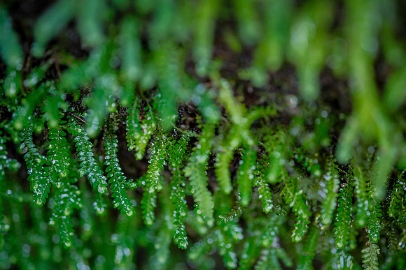 Ferns of the Cloud Forest ~Mindo