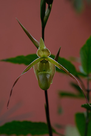 Orchid - Armonia Orchid Garden ~Mindo