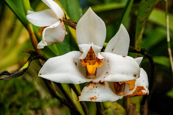 Orchid - Armonia Orchid Garden ~Mindo