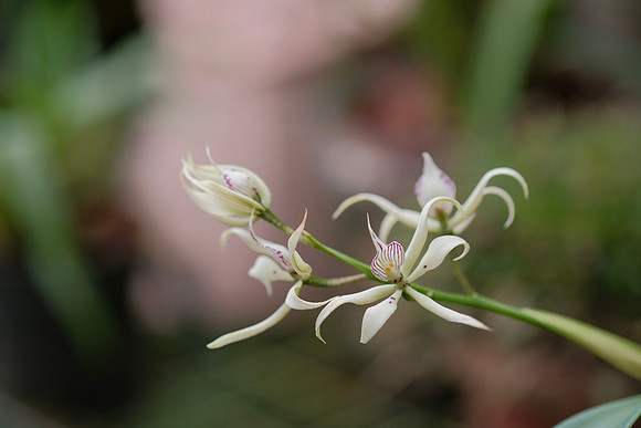 The Arching Brassia (Brassia arcuigera) Orchid - Armonia Orchid Garden ~Mindo