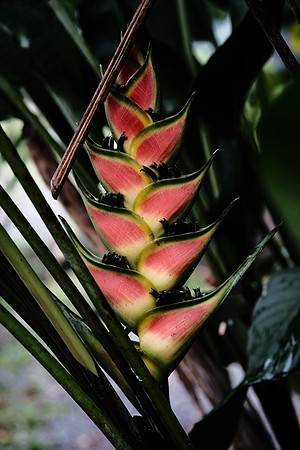 Red Lobster Claw Heliconia ~Mindo