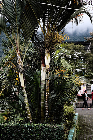 Palm Fronds ~Mindo