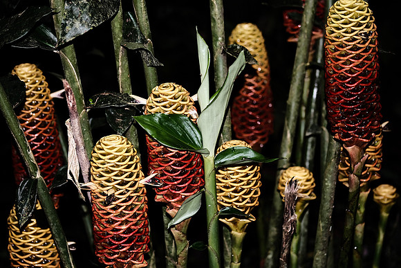 Beehive ginger (Zingiber spectabile) ~Mindo Cloud Forest