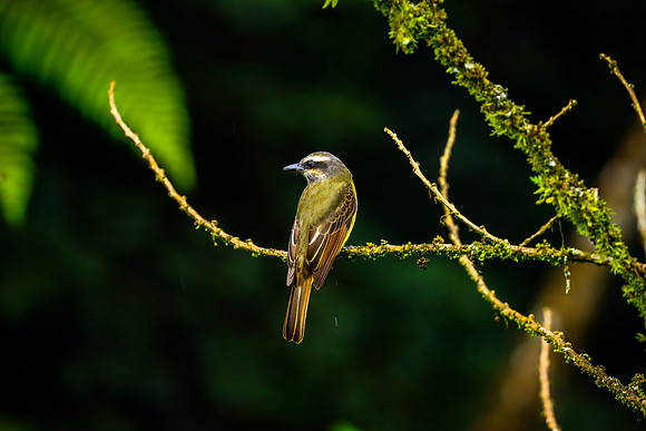 Golden-bellied FlycatcherMyiodynastes hemichrysus ~Cloud Forest of Mindo