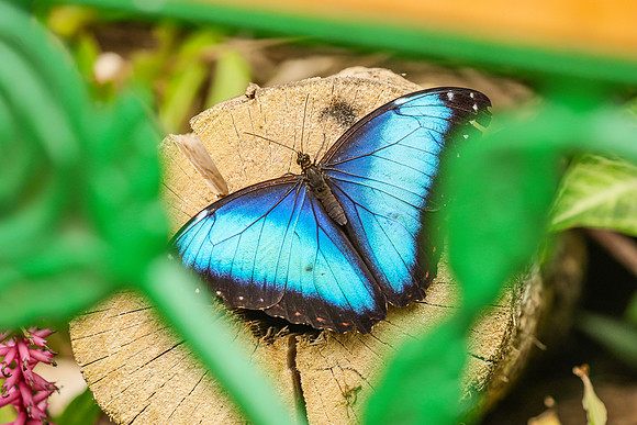 Blue Morpho Butterfly ~Mindo