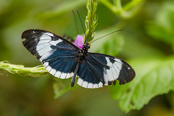 The Doris Longwing Butterfly , Heliconius doris-blue ~Mindo