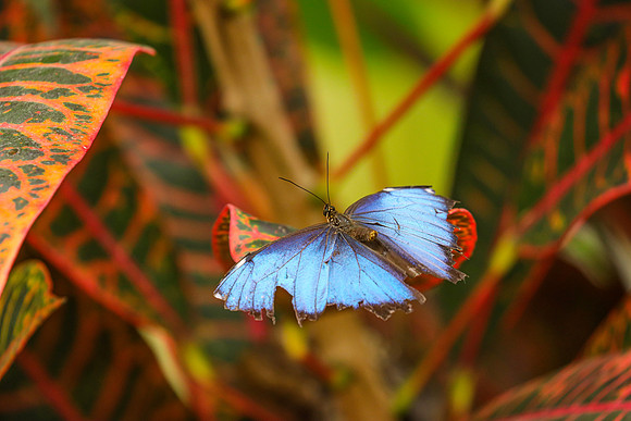 Blue Morpho Butterfly ~Mindo