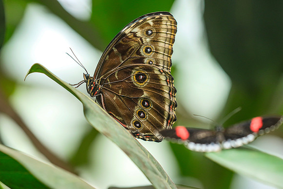 The Giant Owl Butterfly, Caligo memnon ~Mindo