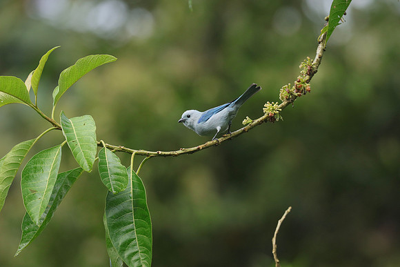 Blue-gray Tanager ~Mindo