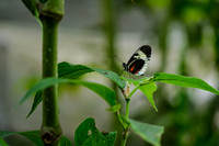 Eluechia Longwing Butterfly ~Mindo