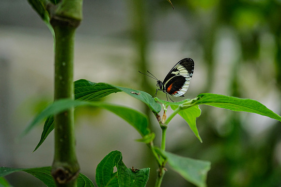Eluechia Longwing Butterfly ~Mindo