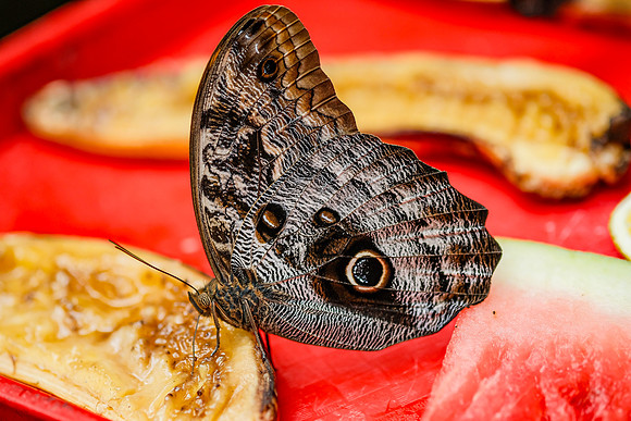 The Giant Owl Butterfly, Caligo memnon ~Mindo