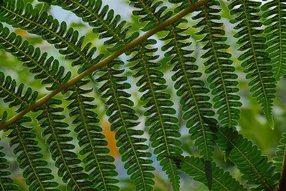Ferns of the Cloud Forest ~Mindo
