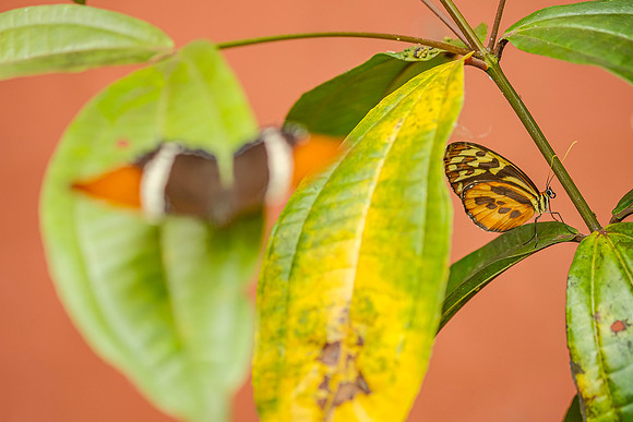 Orange-spotted Tiger Clearwing Butterfly ~Mindo