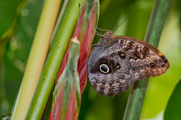 The Giant Owl Butterfly, Caligo memnon ~Mindo
