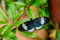 The Doris Longwing Butterfly , Heliconius doris-blue ~Mindo