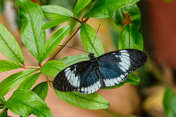 The Doris Longwing Butterfly , Heliconius doris-blue ~Mindo