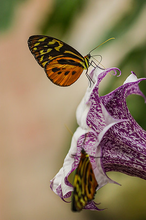Harmonia Tiger-wing (Tithorea harmonia)