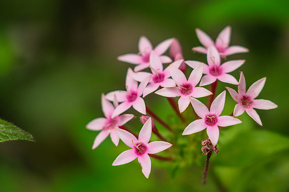 Egyptian Starcluster Pentas lanceolata) ~Mindo
