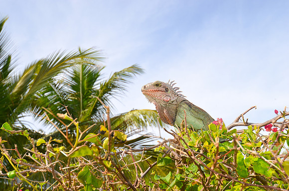 Iguana ~St. Thomas, U.S. Virgin Islands