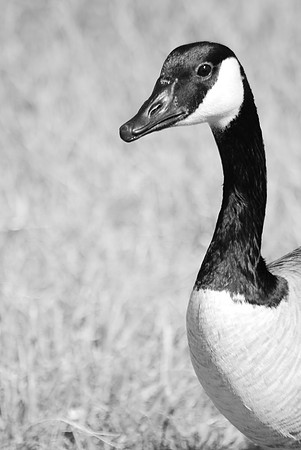 Canada Goose ~Chicago, IL