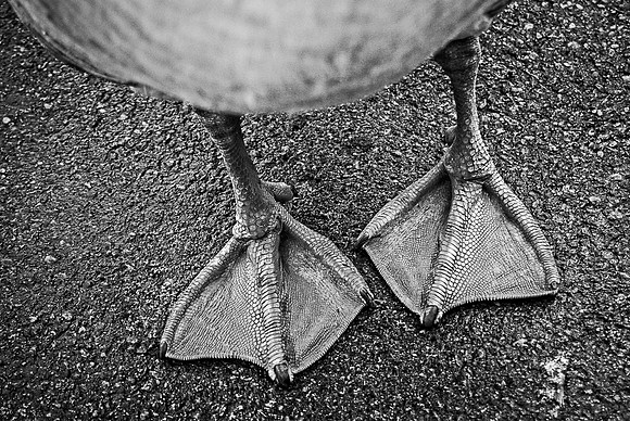 French Goose Feet ~Long Grove, IL