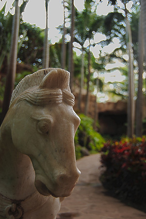 Chinese Horsehead ~Maui, HI