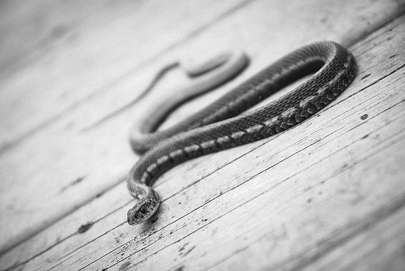 Garter Snake ~Hegewisch, IL