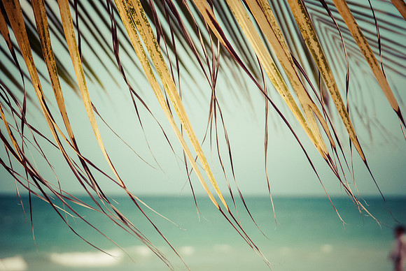 Palm Fronds ~Riviera Maya, Mexico