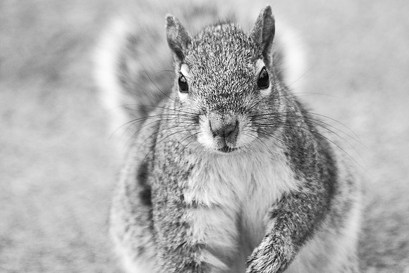 Grey Squirrel - Brookfield Zoo ~Brookfield, IL