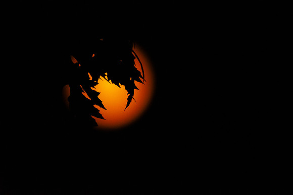 Orange Moon ~Wheeling, IL