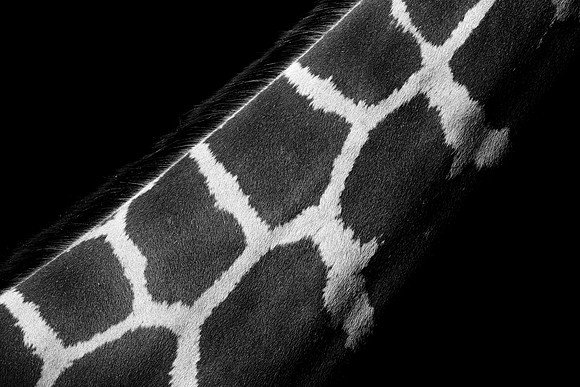 Giraffe stripes ~Lincoln Park Zoo, Chicago, IL