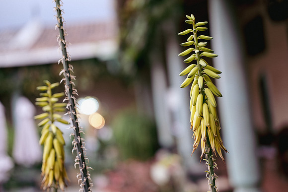 Flora of Antigua