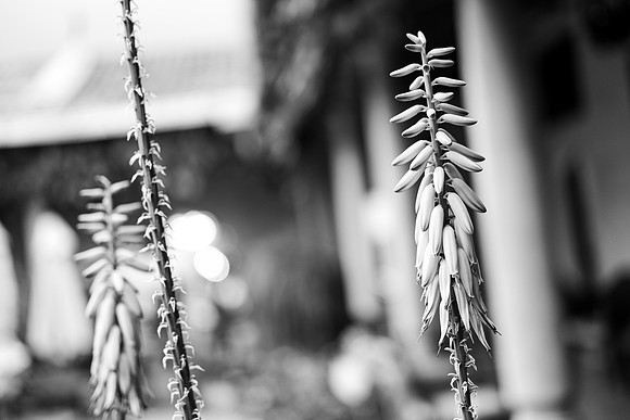 Flora of Antigua