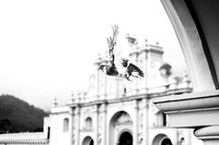 Pigeon in Flight | San José Cathedral ~Antigua