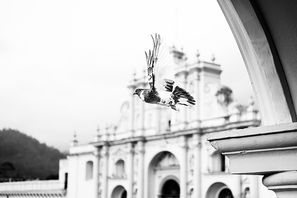 Pigeon in Flight | San José Cathedral ~Antigua