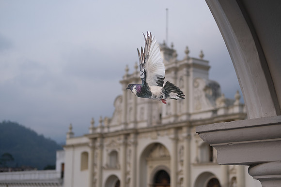 Pigeon in Flight | San José Cathedral ~Antigua